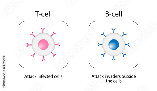 Cells of adaptive immune system. T cell and B cell. T- lymphocyte and B-lymphocyte. Vector illustration