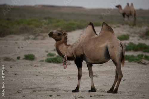 Beautiful adult brown camel standing in the steppe