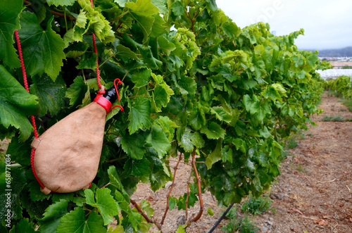 View of a vineyard with leather handmade wineskin in the foreground in Tenerife,Canary Islands,Spain.Selective focus.
