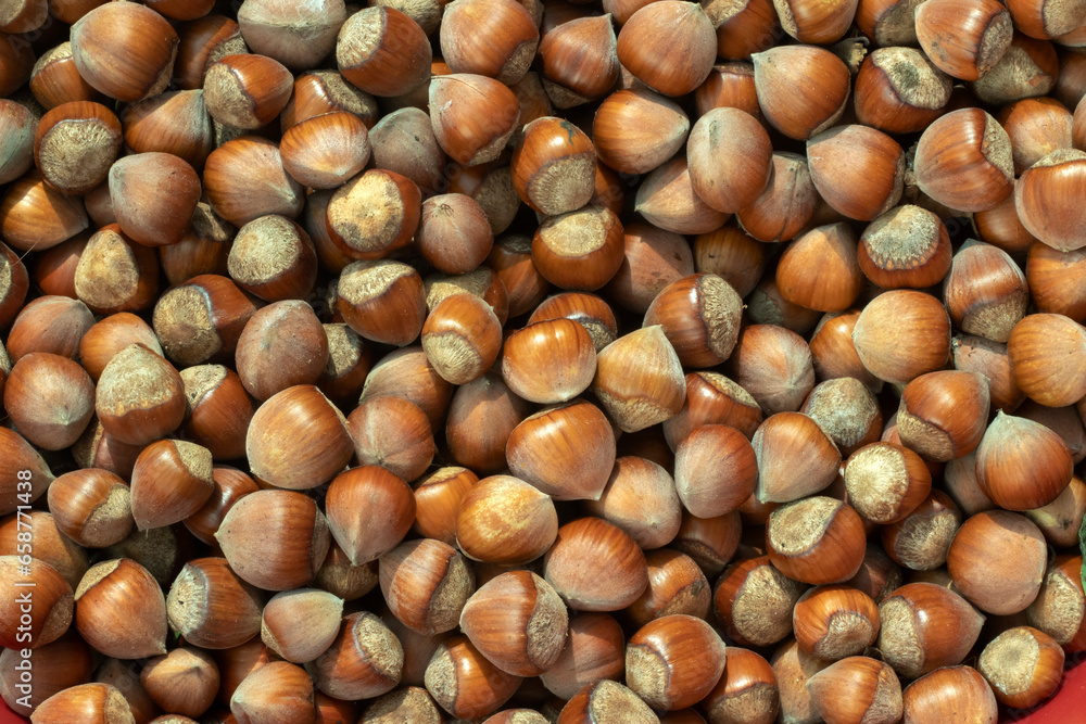 fresh hazelnut food for industry in the garden fresh hazelnut food for industry in the garden