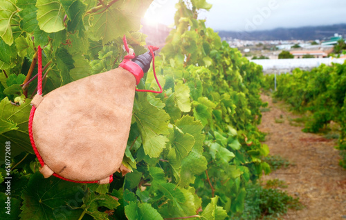 Photos View of a vineyard with leather handmade wineskin in the foreground in Tenerife,Canary Islands,Spain