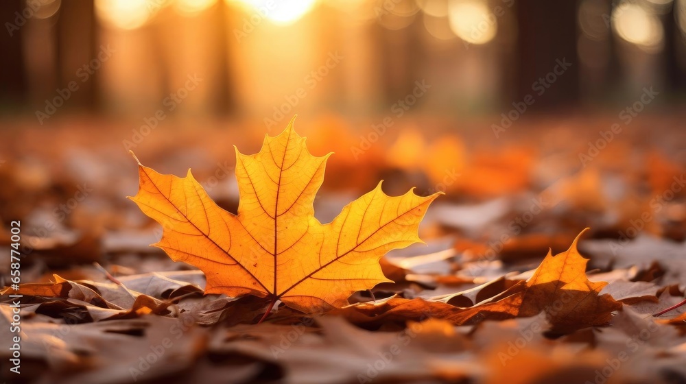 Beautiful orange autumn maple leaves close up on floor in the forest with soft focus at gold sunset