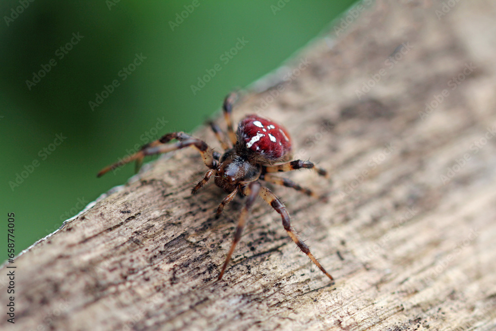 Vierfleckkreuzspinne (Araneus quadratus) Vierfleckkreuzspinne (Araneus quadratus)
