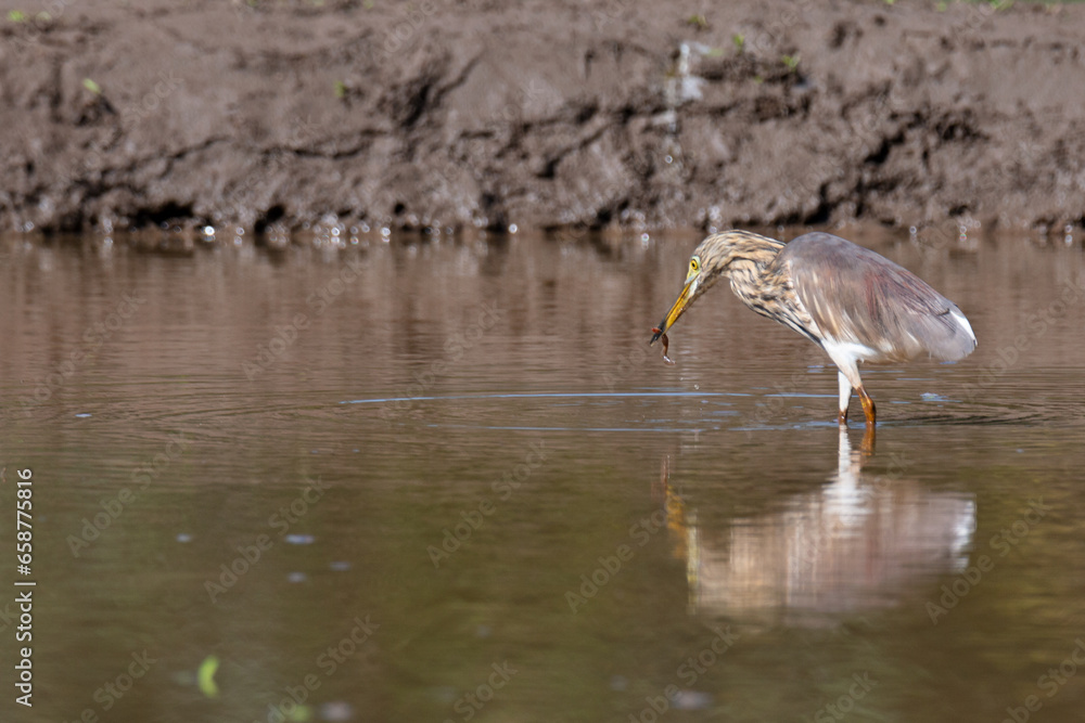 Fototapeta premium Squacco Heron (Ardeola ralloides) fishing in a lake