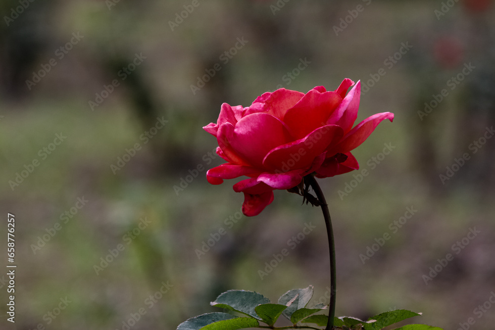 Red rose blooming in garden. Flower wallpaper.