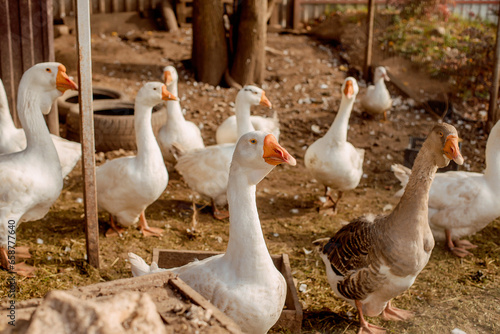 Close-up of happy ducks. Goose farm. Home farm
