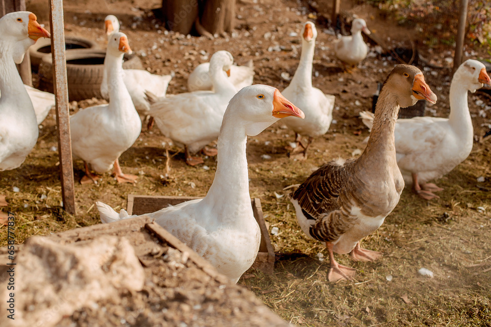 Close-up of happy ducks. Goose farm. Home farm Close-up of happy ducks. Goose farm. Home farm