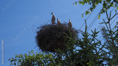 Three storks (an adult bird and young birds) in the nest (Northern Poland)