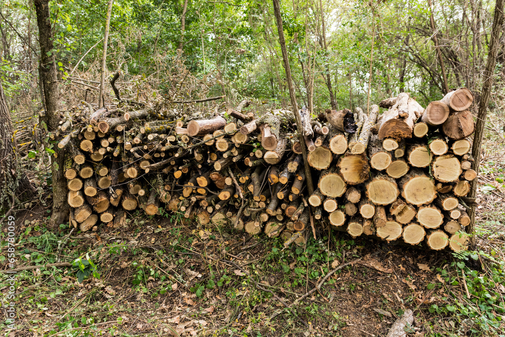 Cut logs neatly stacked on top of each other in a column, prepared for further transport in the autumn forest. Concept of firewood preparation. The wood is from a locust tree