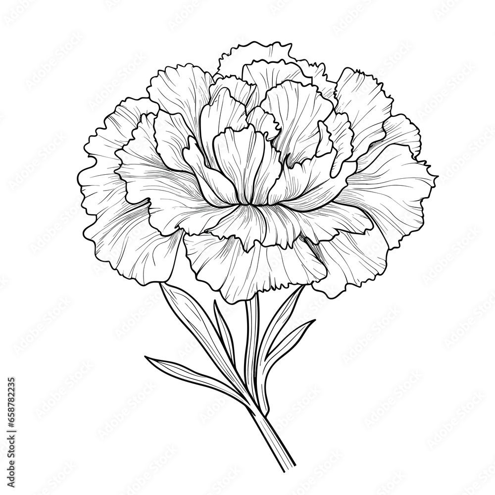 Fototapeta premium Hand Drawn Sketch Carnation Flower Illustration