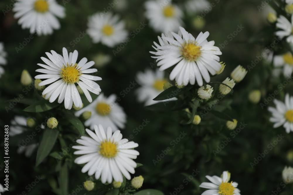 Fototapeta premium white flowers