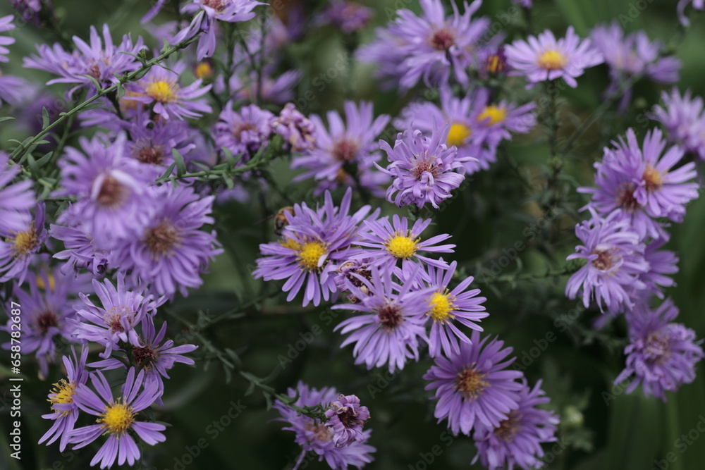 flowers on the street flowers on the street