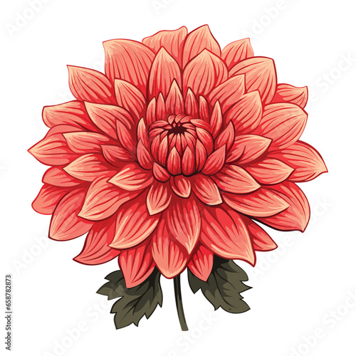 Hand Drawn Flat Color Dahlia Flower Illustration