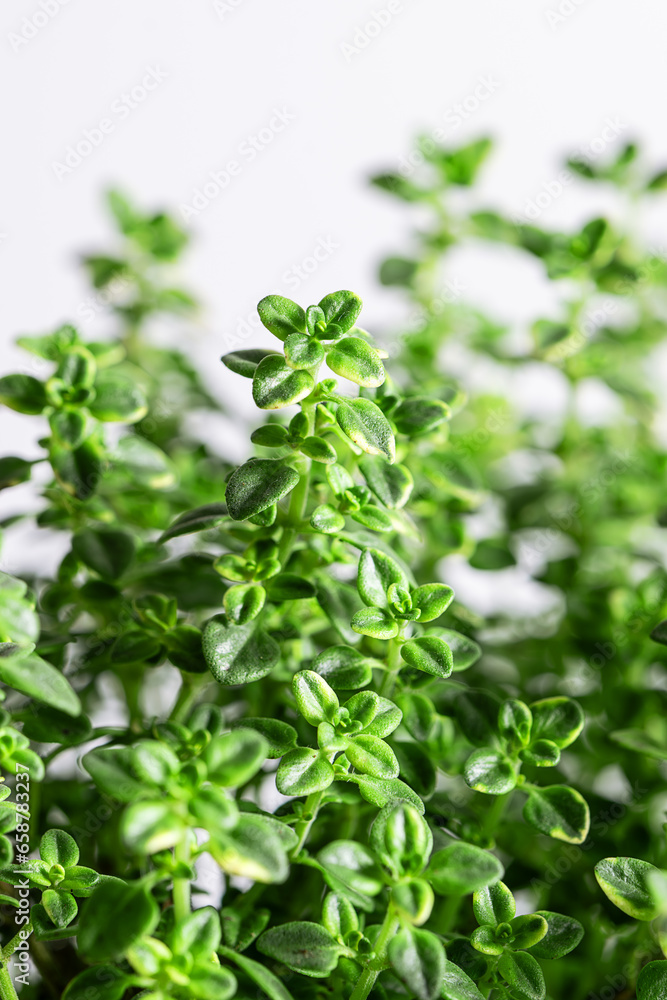 Fresh aromatic thyme plant macro view. Healthy organic spices and herbs.