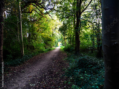 Fototapeta Naklejka Na Ścianę i Meble -  path in the forest