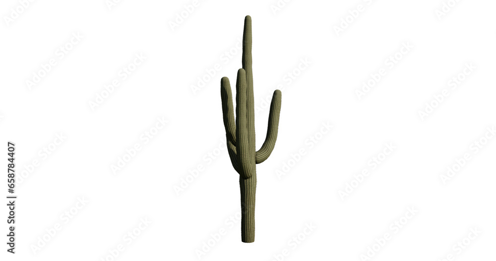 cactus isolated on white cactus isolated on white