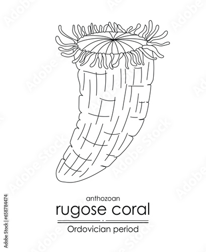 Rugose coral, an Ordovician period creature, is well-suited for both coloring and educational purposes in a black and white line art illustration
