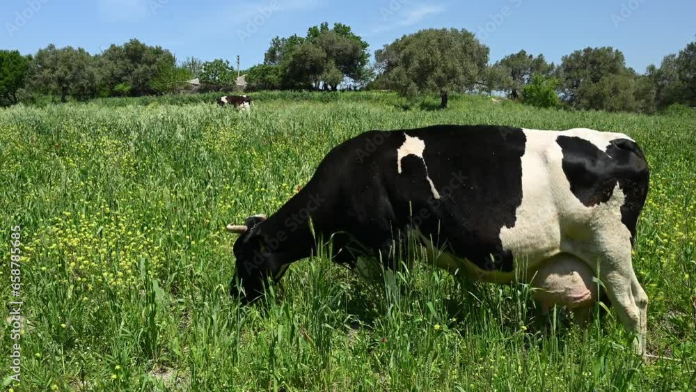 Black and white dairy cow with full udder chewing juicy grass on grazing Black and white dairy cow with full udder chewing juicy grass on grazing