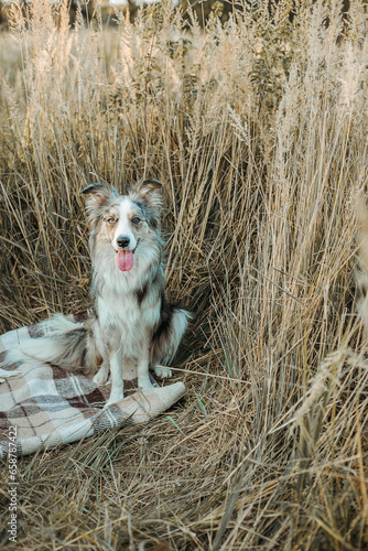 dog training. Playing with a dog. Border Collie. The dog follows commands