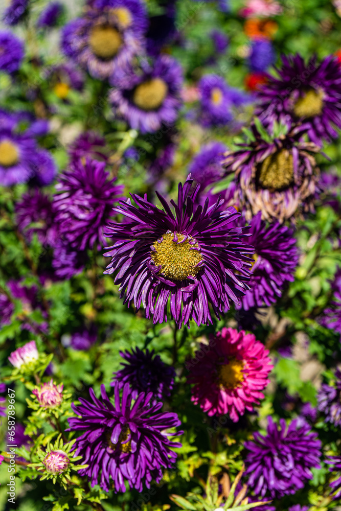 Obraz premium Blue aster flowers in the garden