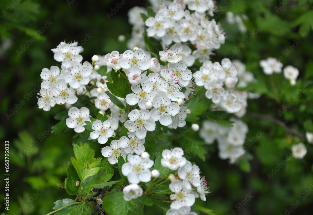 Hawthorn (Crataegus) blooms in nature Hawthorn (Crataegus) blooms in nature