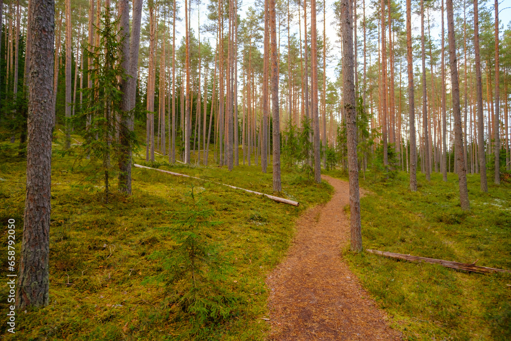 Obraz premium Beautiful deep forest scene. A ray of light in the forest. Forest wood background. Footpath in the forest