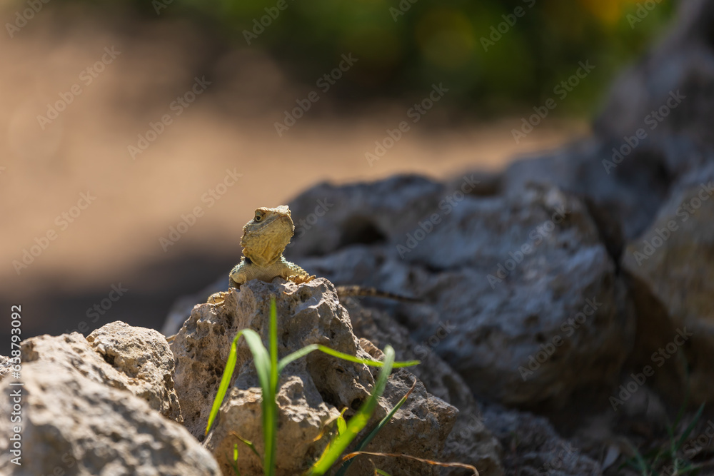 Obraz premium A large wild lizard on a rock.
