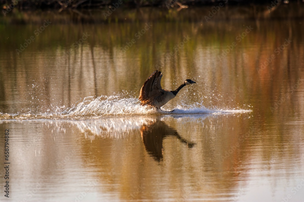 Fototapeta premium Canadian Goose landing on a pond