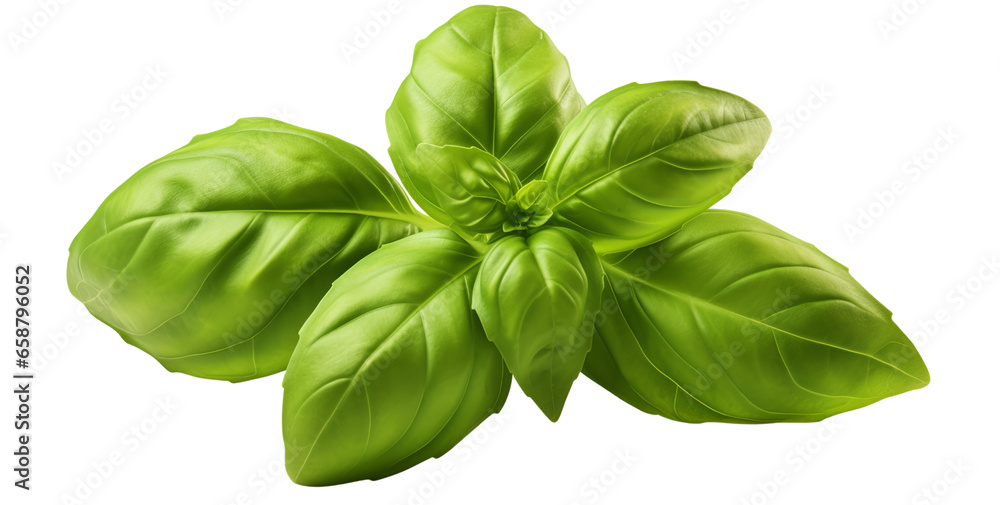 Basil, a fresh herb from the Mediterranean. Top view / flat lay of a group of six individual leaves, twigs, and tips on a white backdrop with soft natural shadows. Basil, a fresh herb from the Mediterranean. Top view / flat lay of a group of six individual leaves, twigs, and tips on a white backdrop with soft natural shadows.