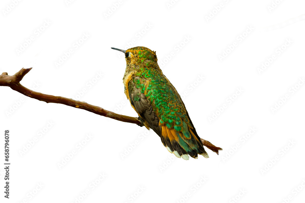 Fototapeta premium Rufous Hummingbird (Selasphorus rufus) Photo, Perched on a Transparent Background