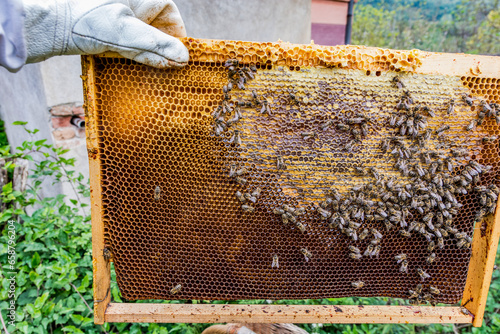 A beekeepers hand holds a frame taken from the hive. On the frame, you can see honeycomb with capped honey and fresh uncapped nectar just brought in. Preparing the bee colony for winter photo