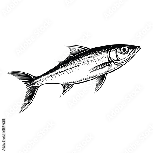 Hand Drawn Sketch Anchovy Fish Illustration 