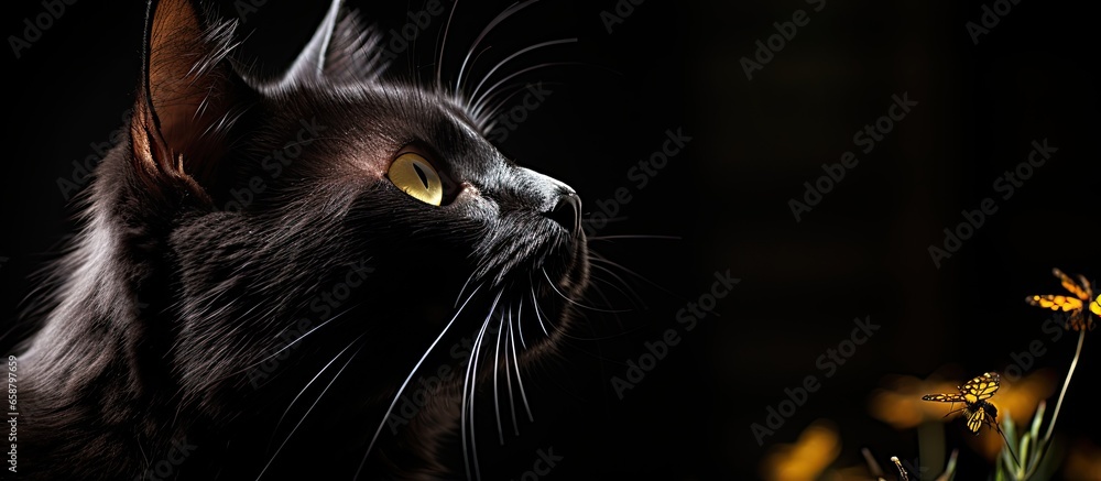 Cat with butterfly on neck With copyspace for text Cat with butterfly on neck With copyspace for text