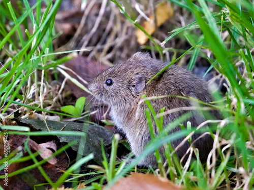 Microtus arvalis aka common vole is eating grass in front of his burrow. Early autumn. Czech republic nature.