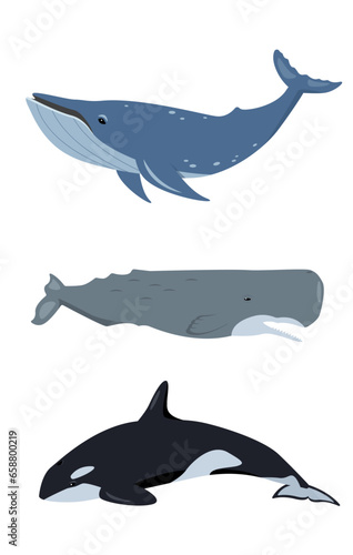 Whales animal icons set. Humpback whale, sperm whale or cachalot and killer whale. Ocean aquatic mammals. Vector flat or cartoon illustration isolated on white background.