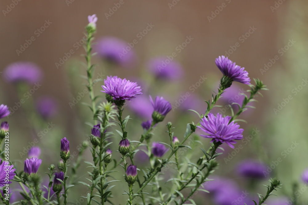 Obraz premium purple flowers