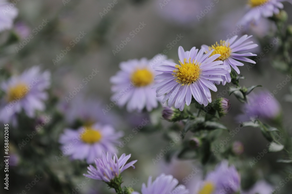 There are purple flowers scattered near the white brick house, the asphalt has turned gray, it has rained, there are few passers-by, it’s September. There are purple flowers scattered near the white brick house, the asphalt has turned gray, it has rained, there are few passers-by, it’s September.