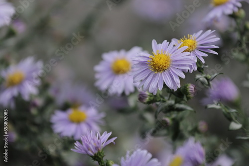 There are purple flowers scattered near the white brick house, the asphalt has turned gray, it has rained, there are few passers-by, it’s September. 