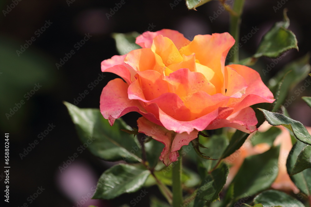 On the street in the heat, this rose will touch the white shining sun quietly, and they will pass by those who will hardly ever be able to say how beautiful she is in words. On the street in the heat, this rose will touch the white shining sun quietly, and they will pass by those who will hardly ever be able to say how beautiful she is in words.