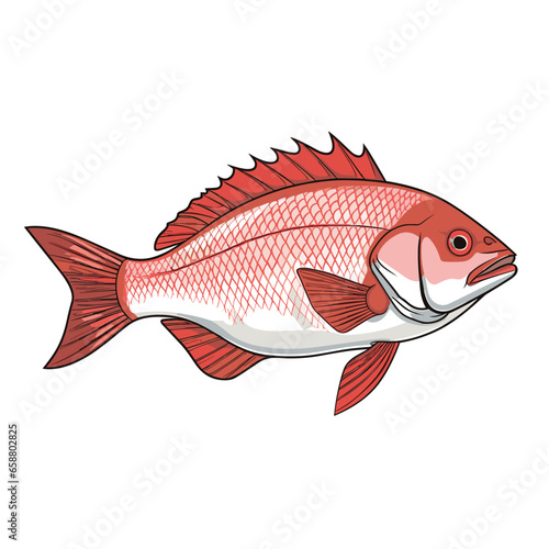 Hand Drawn Flat Color Snapper Fish Illustration