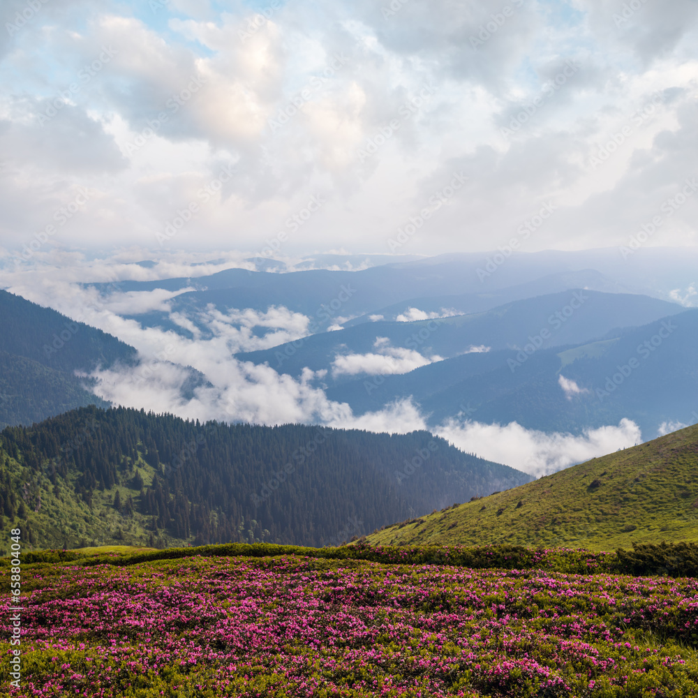 Obraz premium Pink rose rhododendron flowers on misty and cloudy morning summer mountain slope. Marmaros Pip Ivan Mountain, Carpathian, Ukraine.