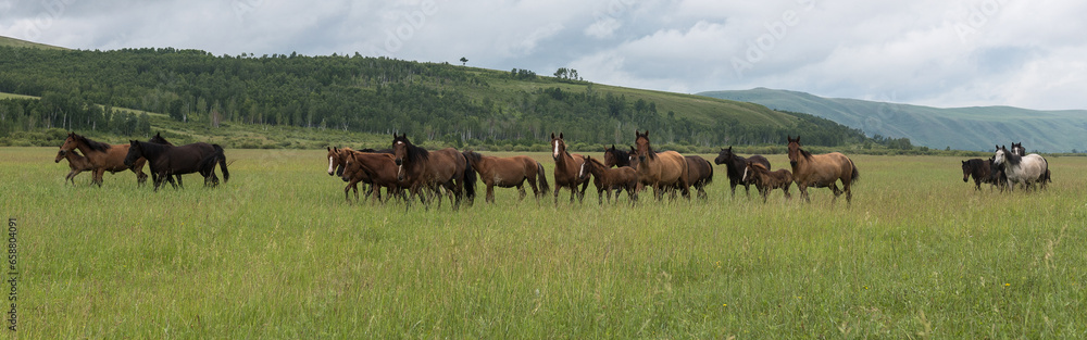 A herd of horses runs through the pasture against the background of mountains and blue sky. Panoramic shooting, banner for your advertising.Wild horses run across the field