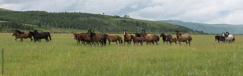 A herd of horses runs through the pasture against the background of mountains and blue sky. Panoramic shooting, banner for your advertising.Wild horses run across the field A herd of horses runs through the pasture against the background of mountains and blue sky. Panoramic shooting, banner for your advertising.Wild horses run across the field