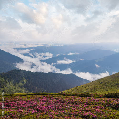 Pink rose rhododendron flowers on misty and cloudy morning summer mountain slope. Marmaros Pip Ivan Mountain, Carpathian, Ukraine. © wildman