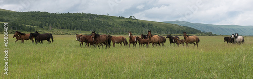 A herd of horses runs through the pasture against the background of mountains and blue sky. Panoramic shooting, banner for your advertising.Wild horses run across the field © Регина Ерофеева