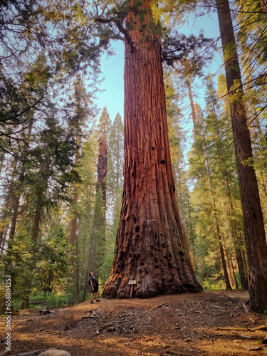 enormous sequioa trees in the forest, sequoia compared to a man