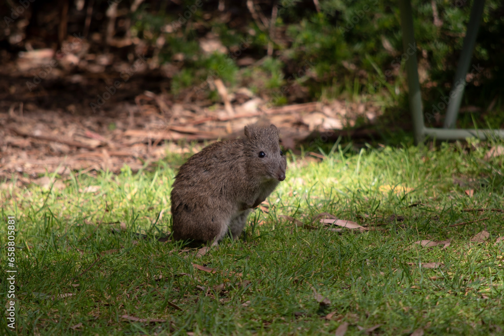 The Long-nosed Potoroo have a brown to grey upper body and paler underbody. They have a long nose that tapers with a small patch of skin extending from the snout to the nose. The Long-nosed Potoroo have a brown to grey upper body and paler underbody. They have a long nose that tapers with a small patch of skin extending from the snout to the nose.