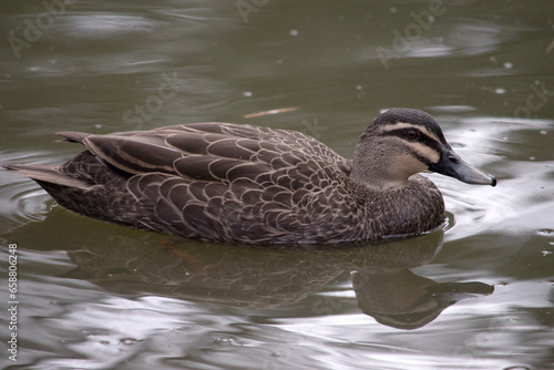 the pacific black duck has a dark body and a paler head with a dark crown and facial stripes. Its feathers are dark brown with tan edges, it has a black beak photo