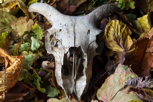 A skull surrounded and hidden by freshly fallen leaves on a autumn day. 