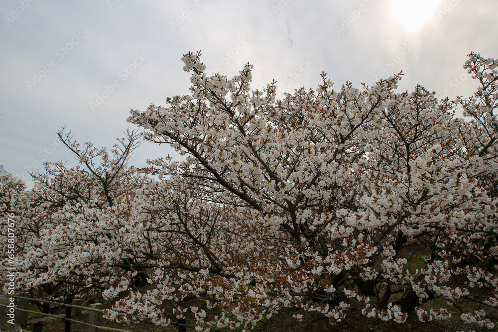 Fototapeta premium 仁和寺境内の満開の御室桜